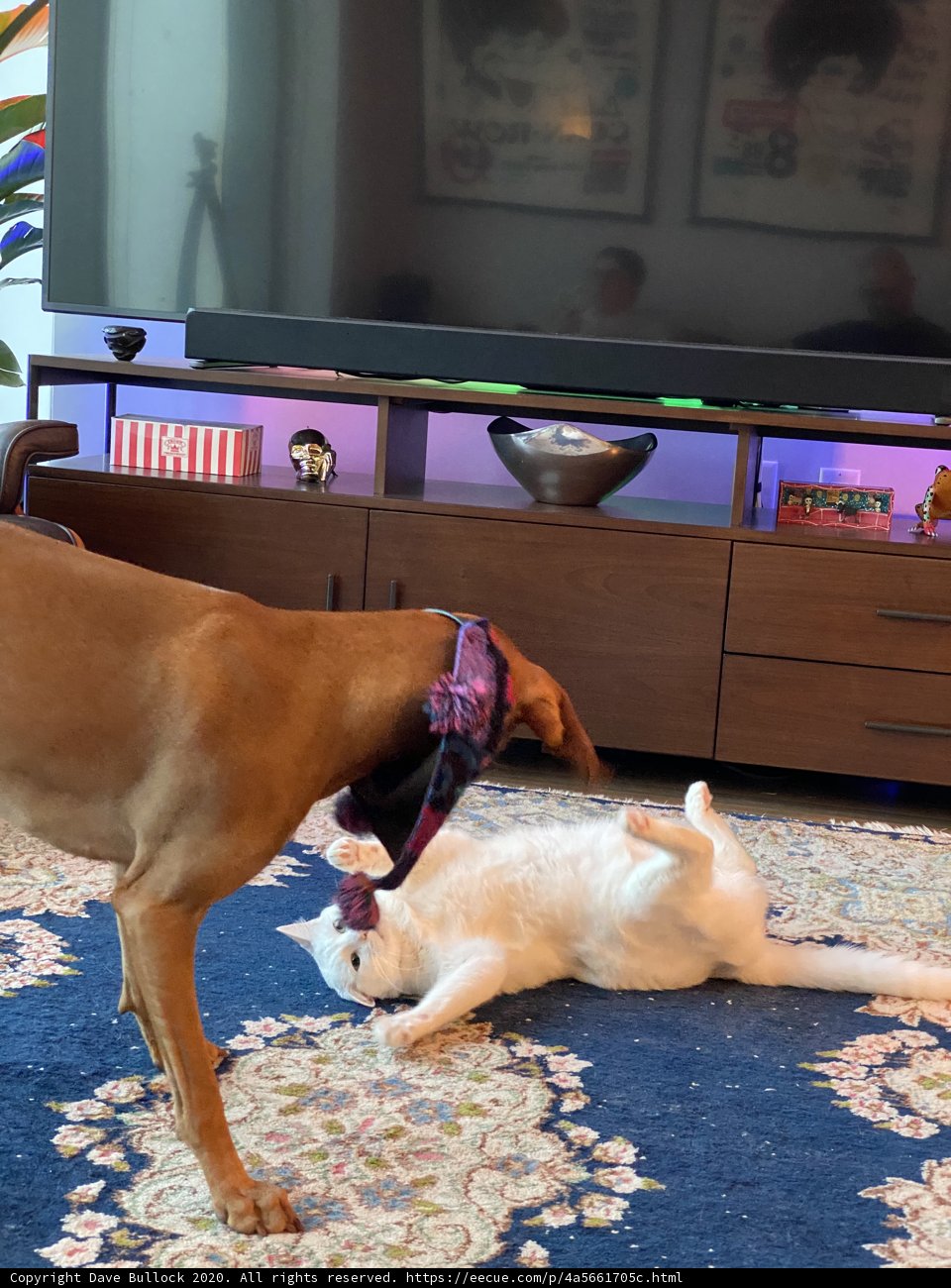Furry Friends in a High-Tech Haven