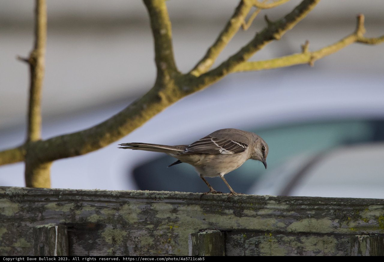 Feathered Observer