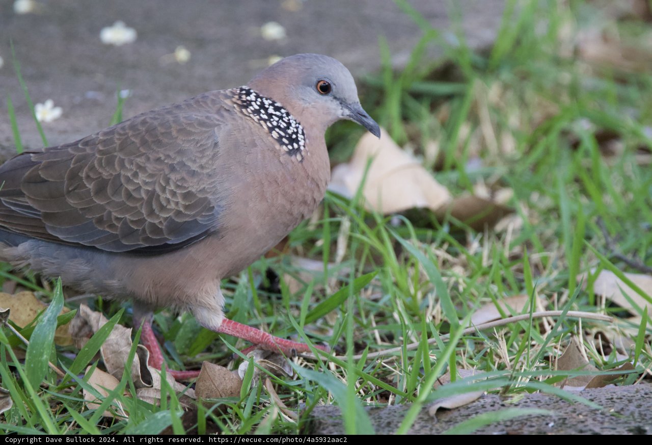 Gentle Forager: A Spotted Dove at Honolulu Zoo