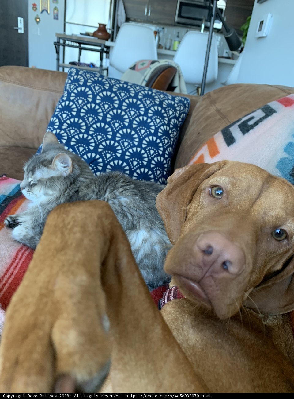 Furry Friends on the Living Room Couch