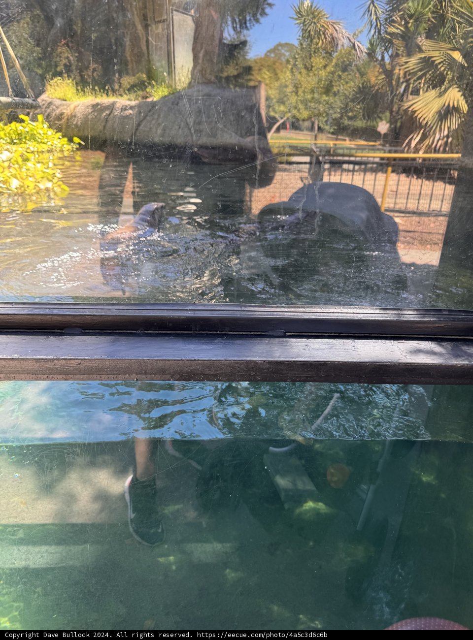 Reflections of the Wild