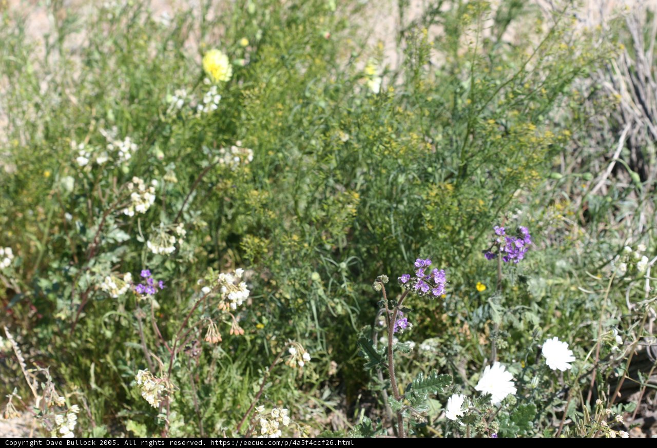 A Sea of Wildflowers in the Desert