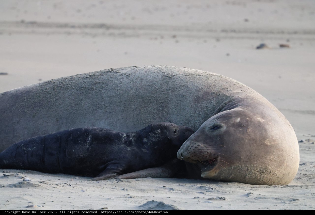 Mother Elephant Seal and Pup Bonding at Drakes Beach