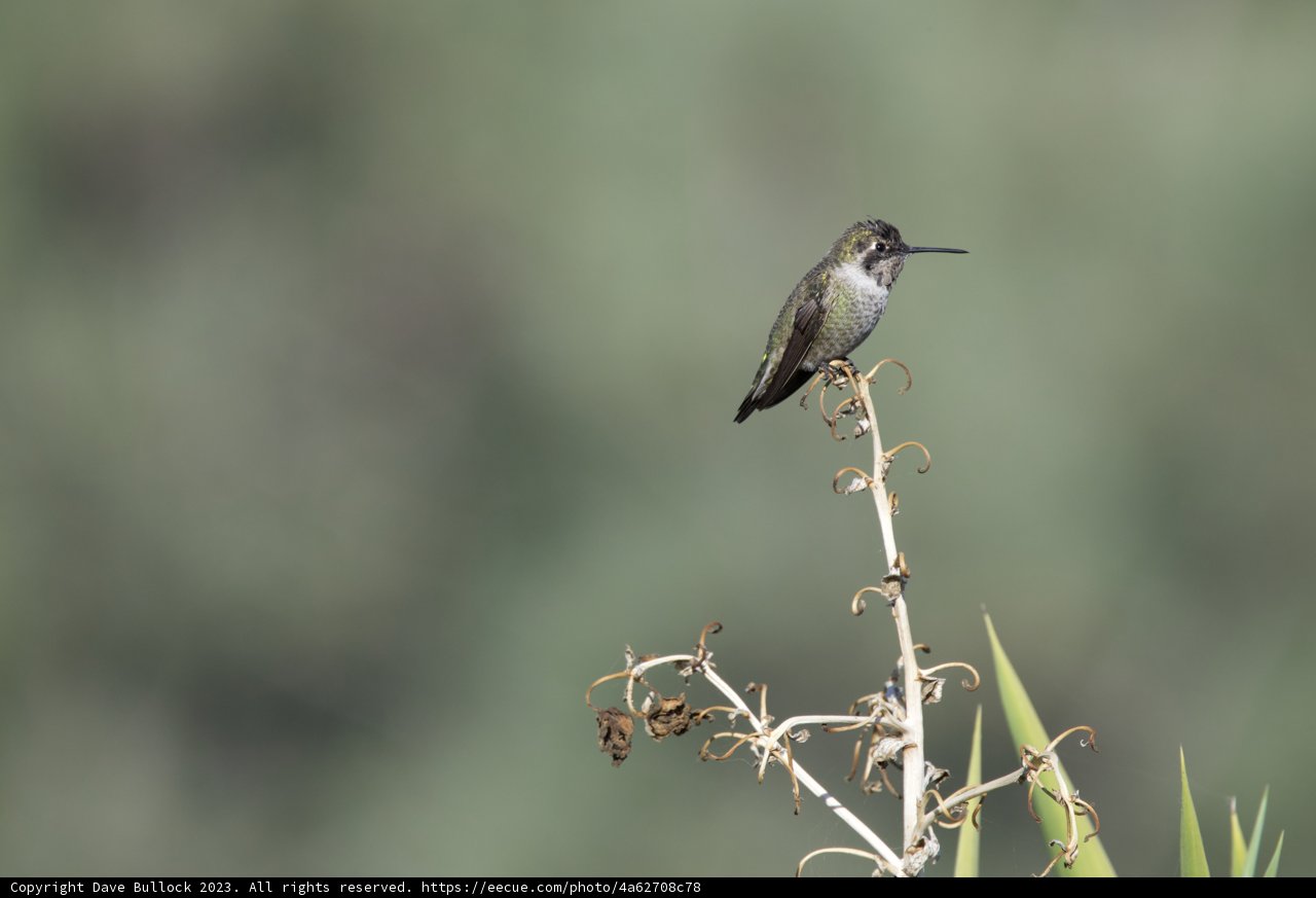 Daylight Serenity: A Captivating Hummingbird