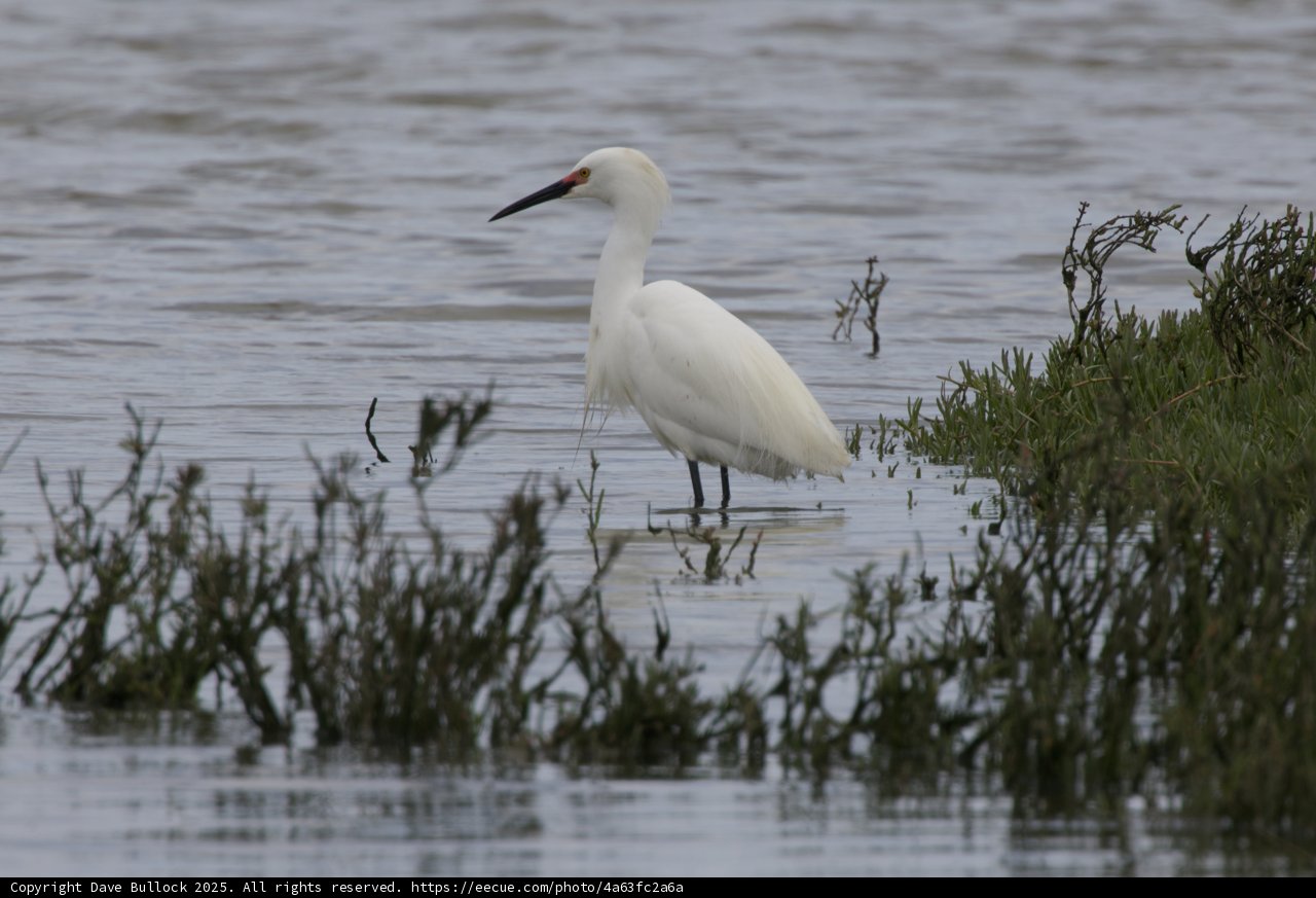 Tranquil Waterside Watch