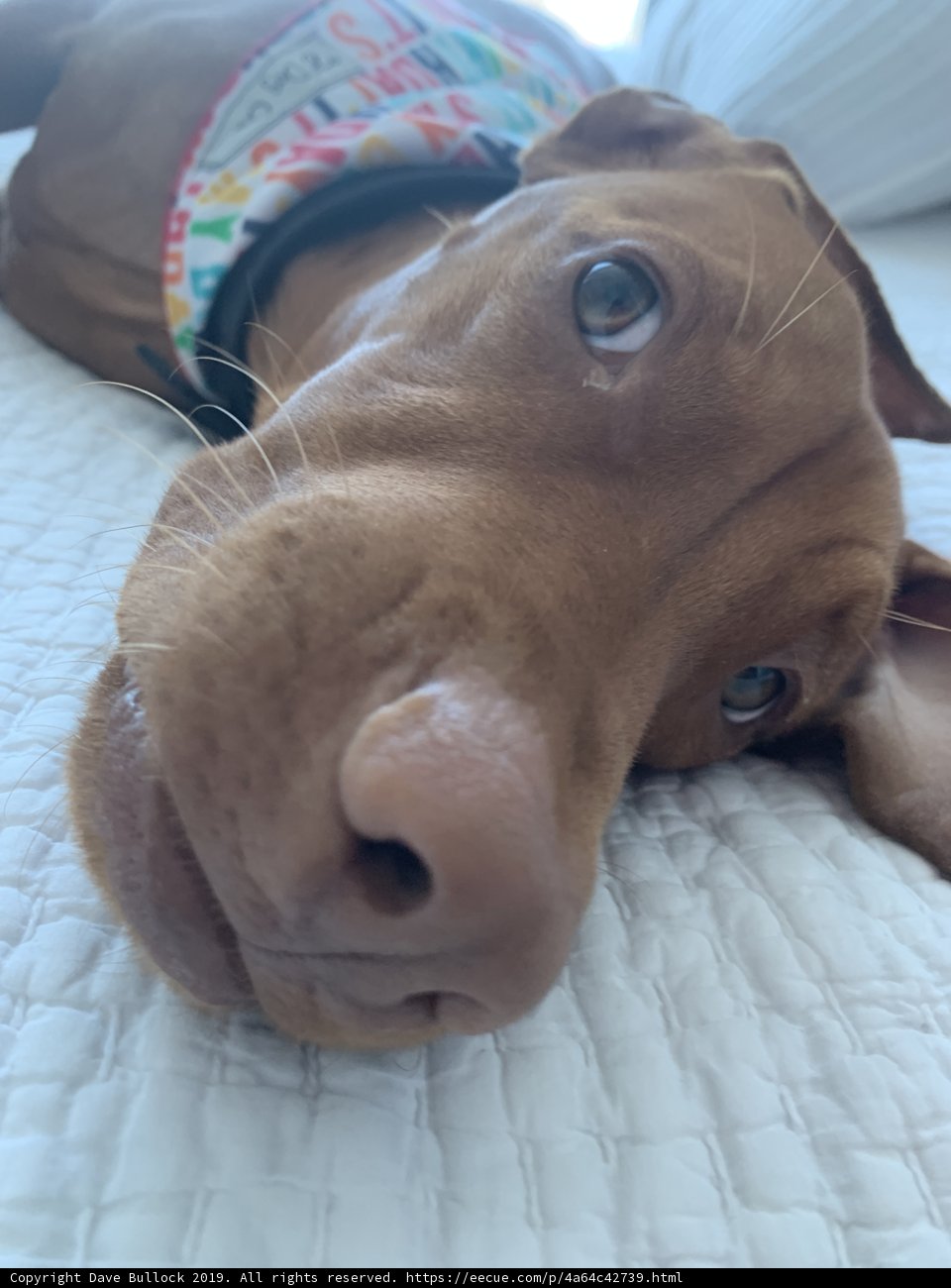 Snuggled Up in San Francisco