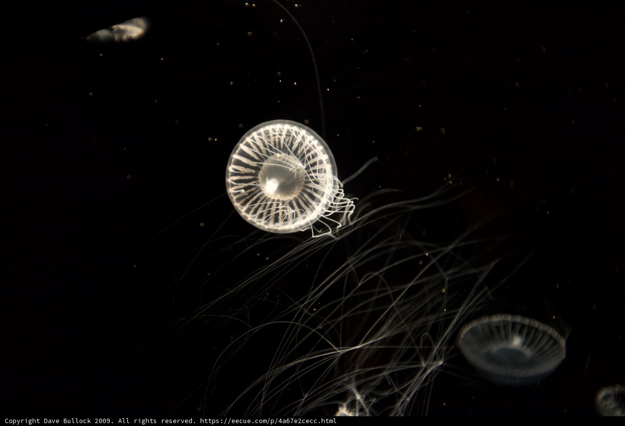 Jellyfish in the Dark
