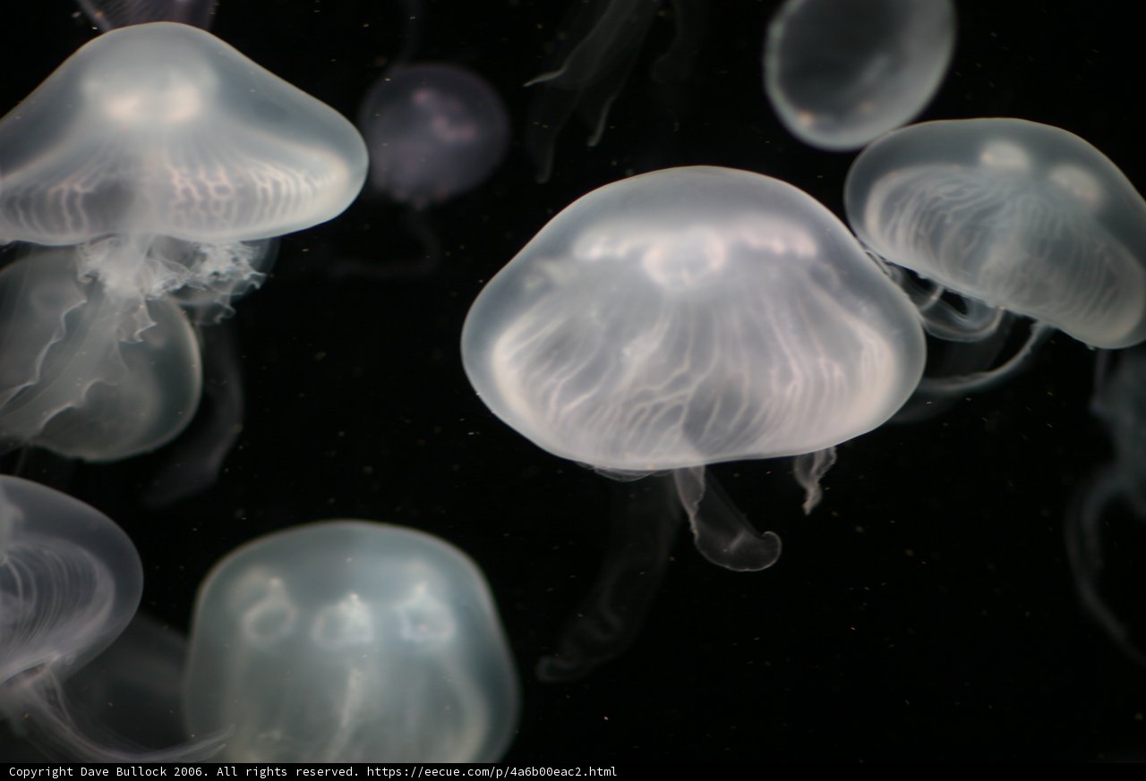 Bioluminescent Beauty