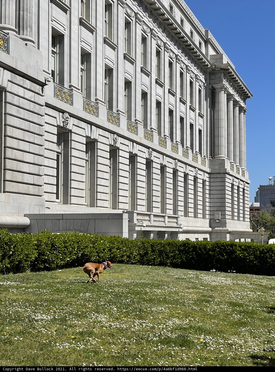 Pup's Playful Run by San Francisco City Hall