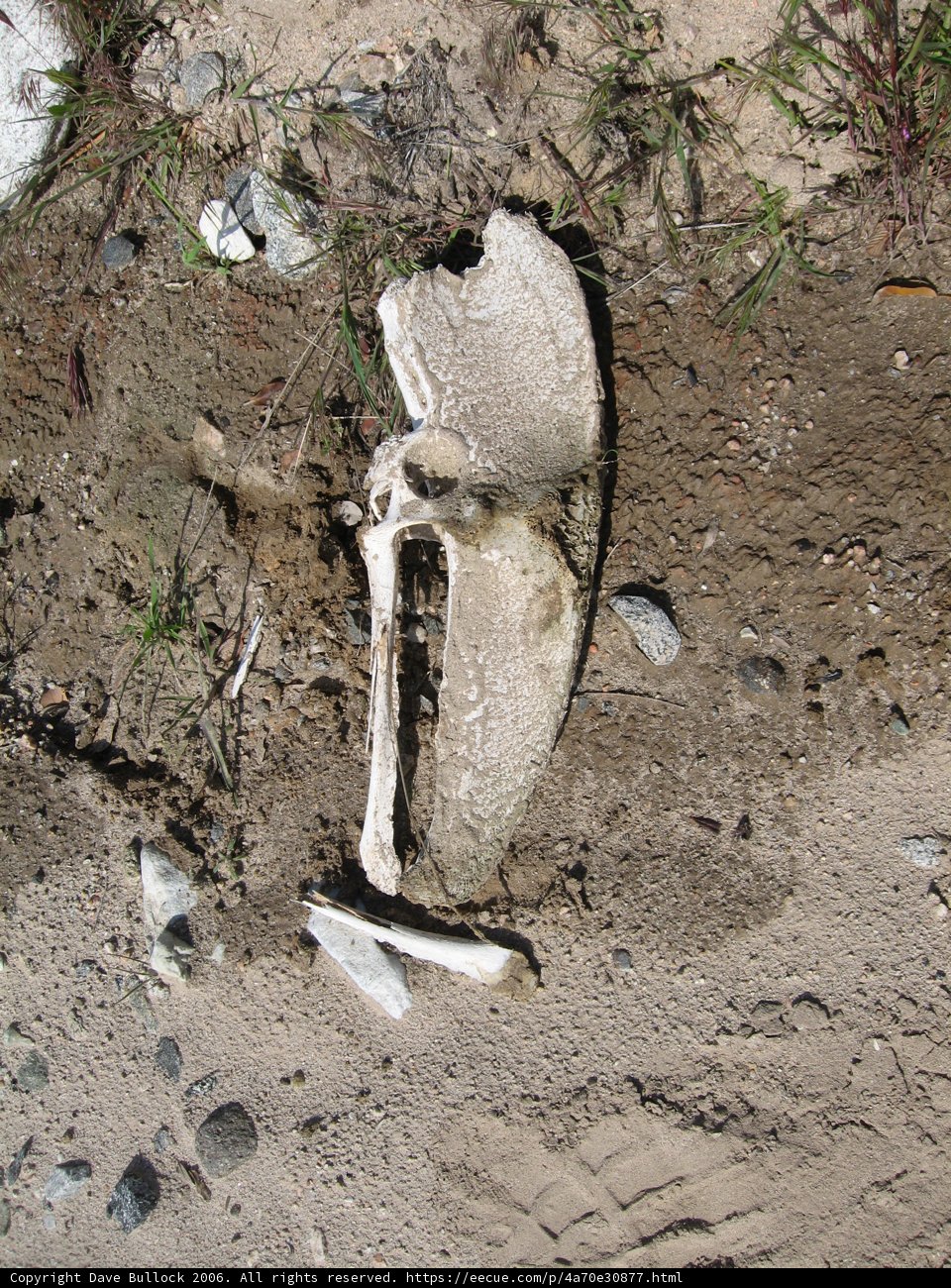 Death on the Ground