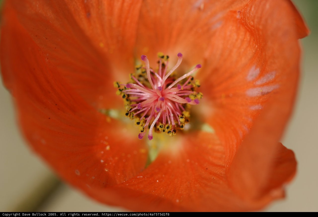 Vibrant Orange Lily in Full Bloom