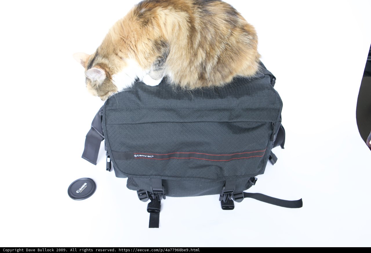 Curious Cat atop a Backpack.