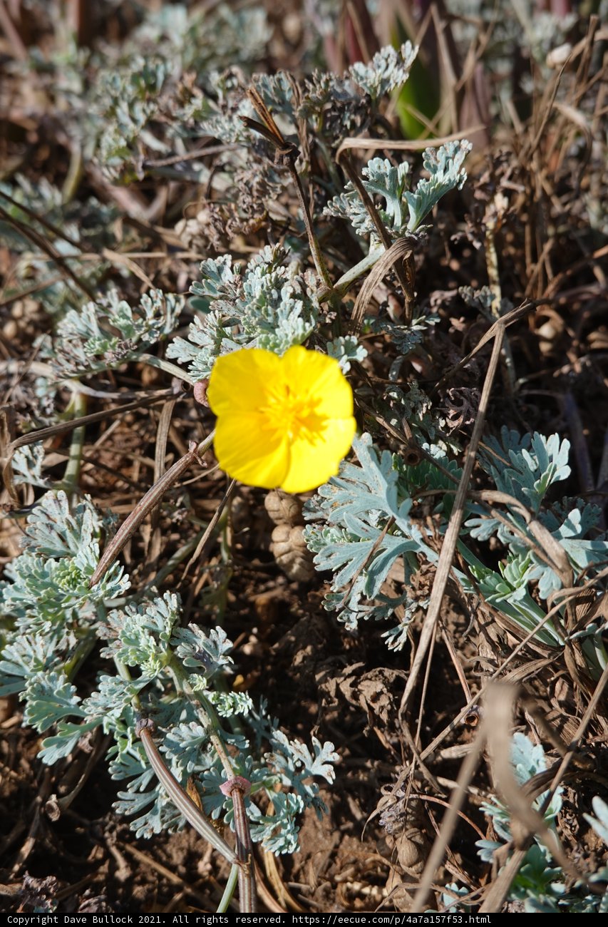 Solitary Yellow Geranium Blossom in Field