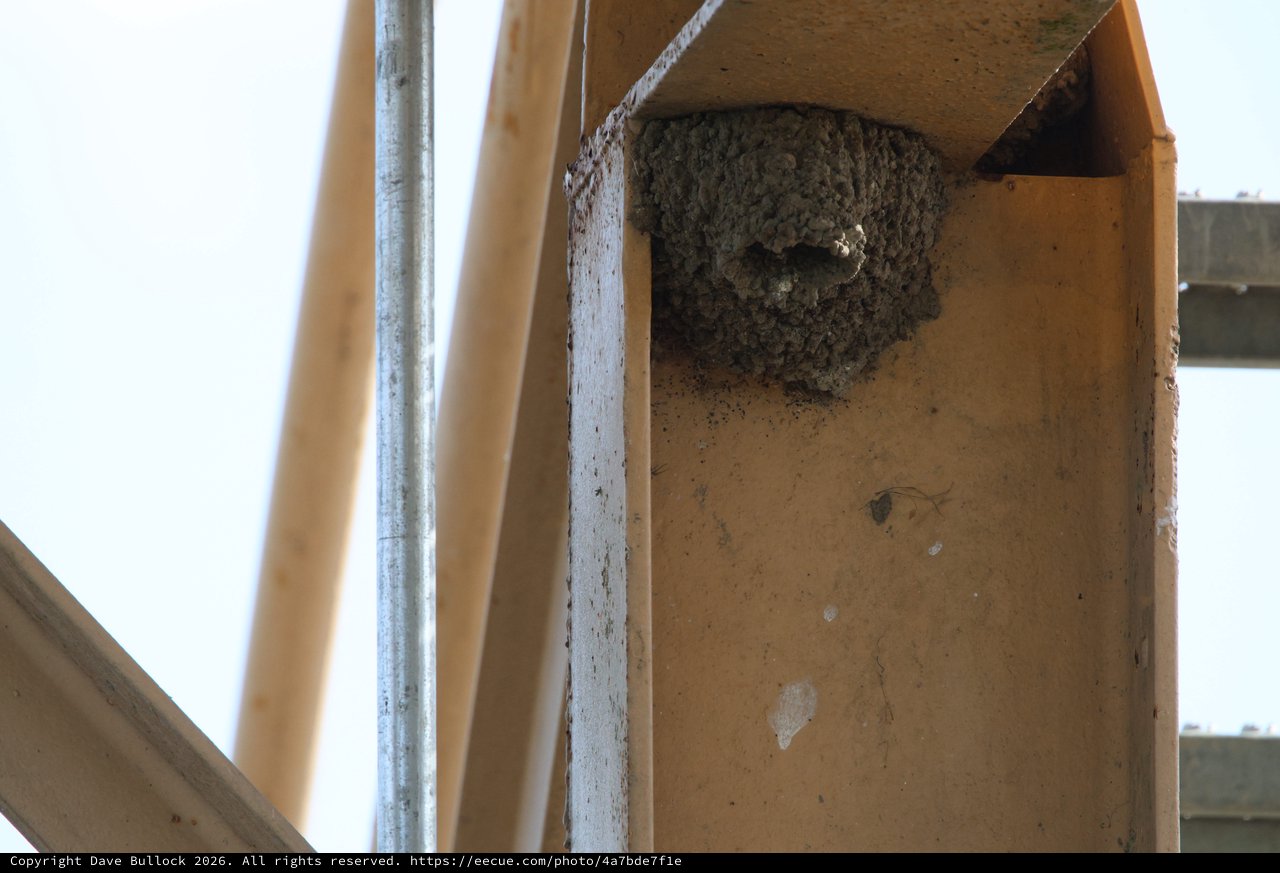 Cliff Swallow Nest Under Bridge at Yolo Bypass