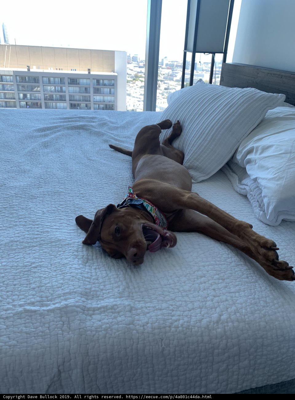 Cozy Canine Nap Time