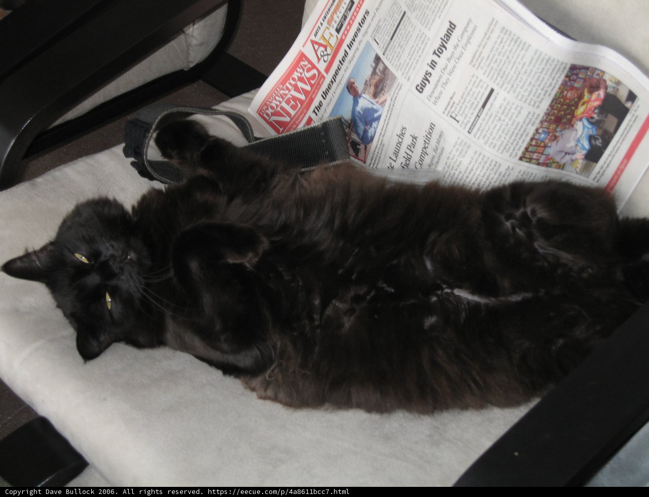 Relaxing Feline