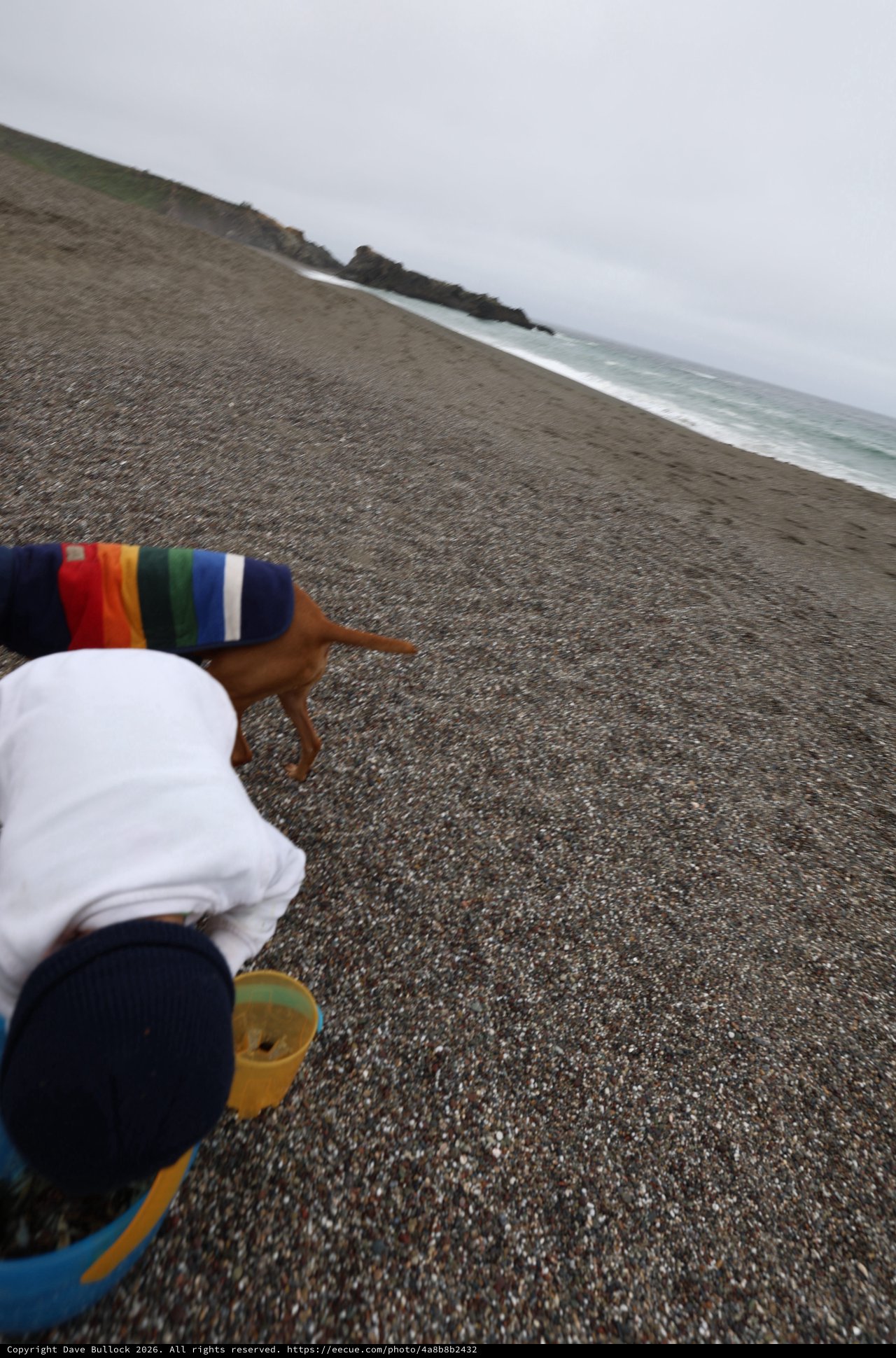 Father's Day Beach Walk with Dog on Rocky Shore