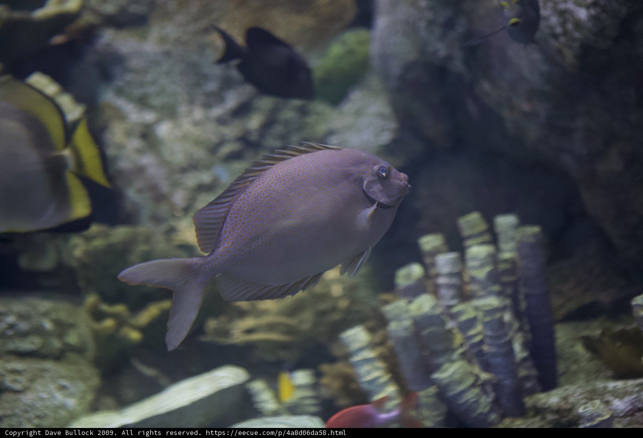 Peaceful Fish in Serene Underwater Habitat