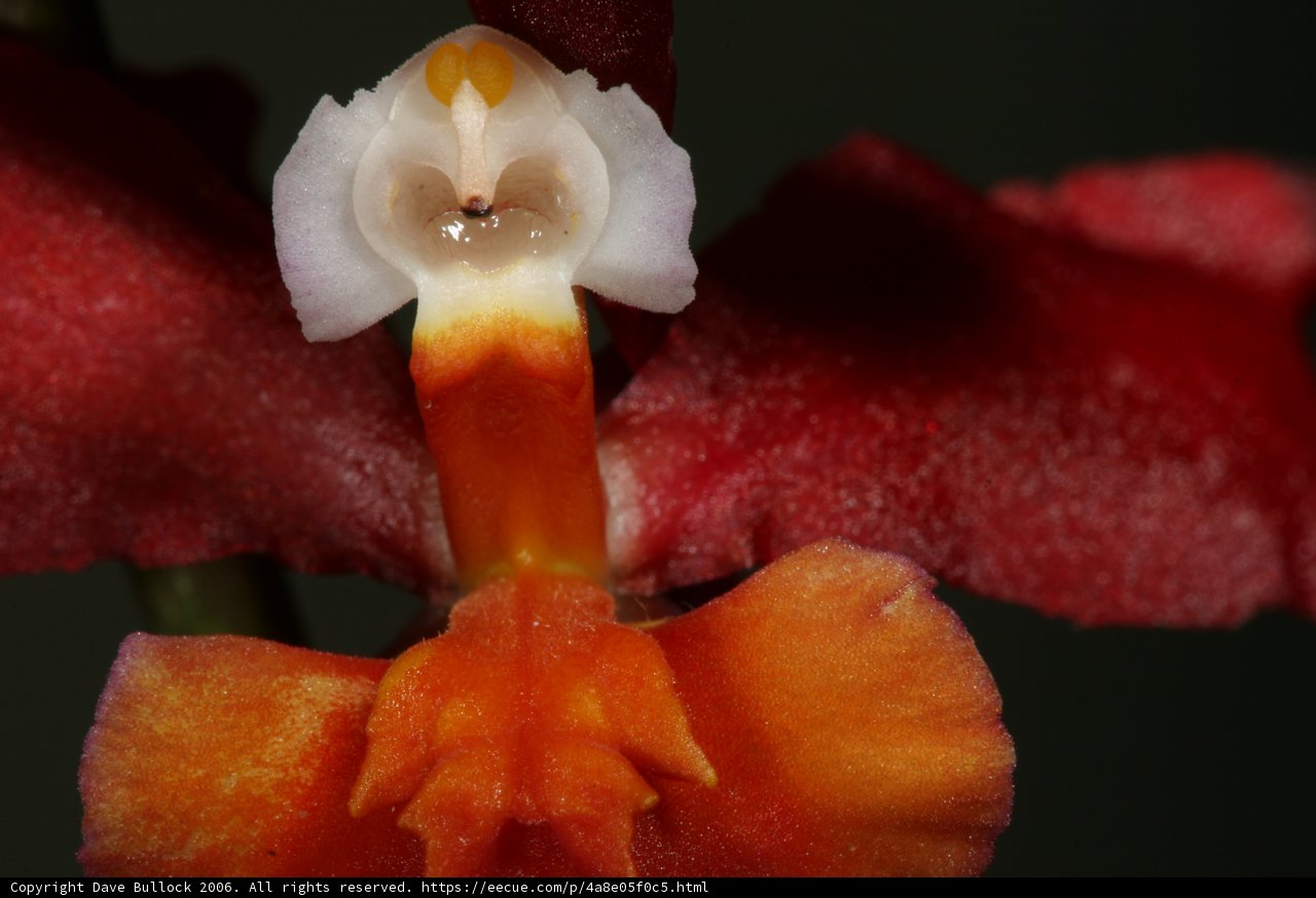 The White-Faced Orchid