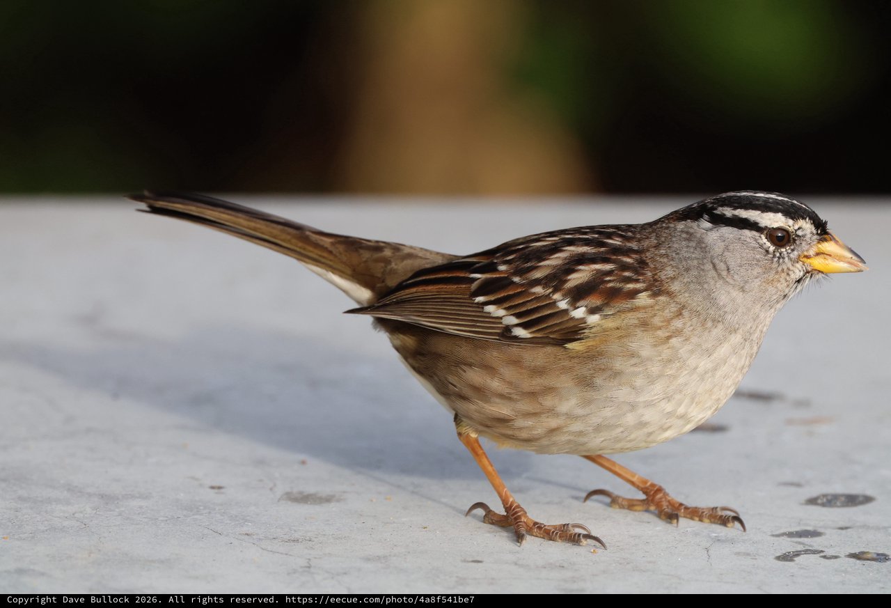 White-Crowned Sparrow Portrait at Close Range