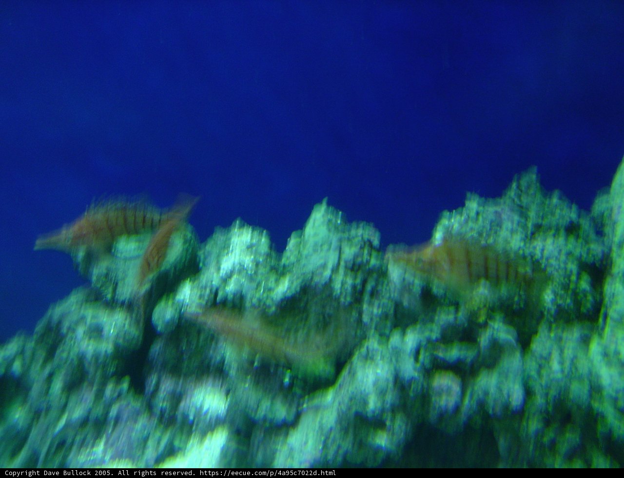 School of Fish in a Coral Reef Aquarium