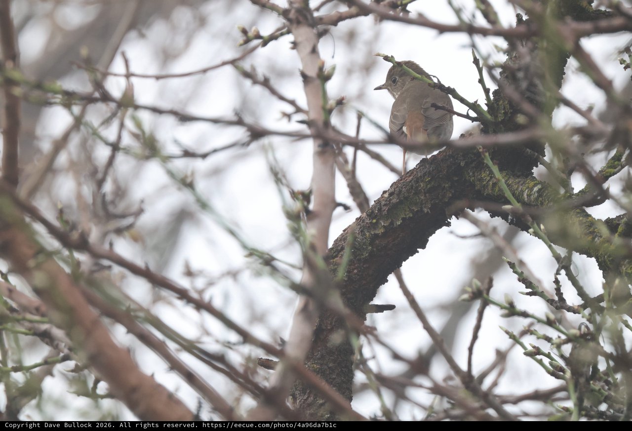 Hermit Thrush Perched Among Mossy Winter Branches