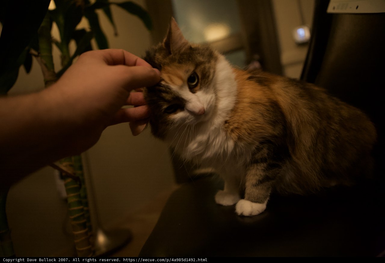 Feline Companionship