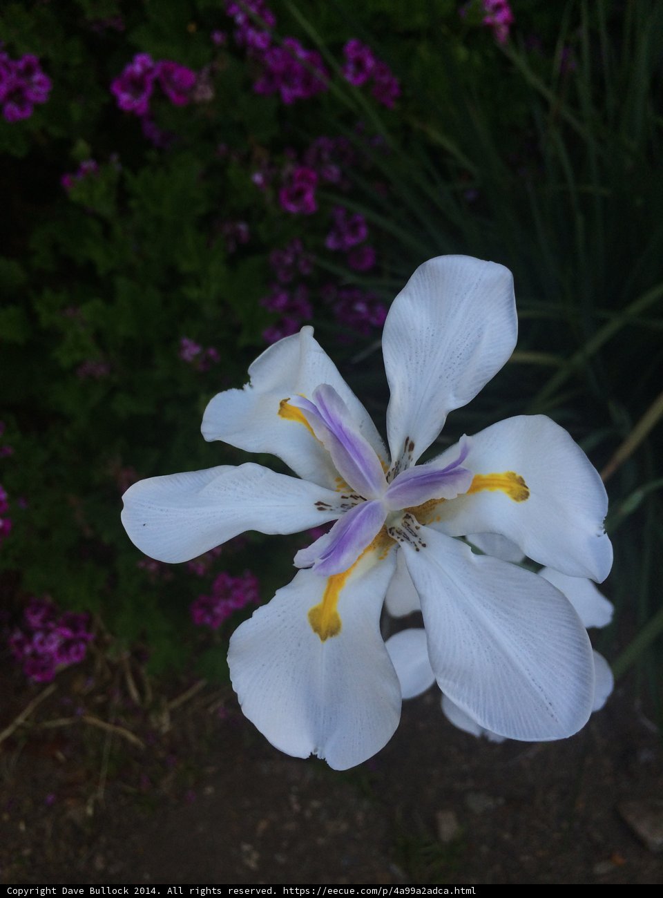 White Geranium Flower in Altadena