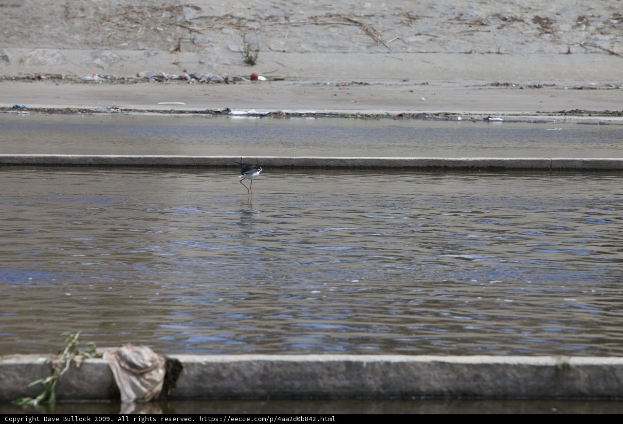 The Woodland Bird on the River Ledge
