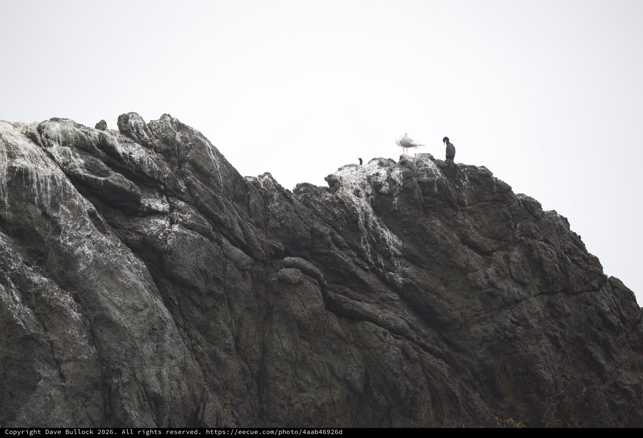 Seabirds Perched on Rugged Coastal Rock Formation