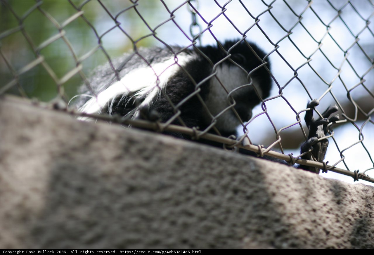 Captivity in Monochrome