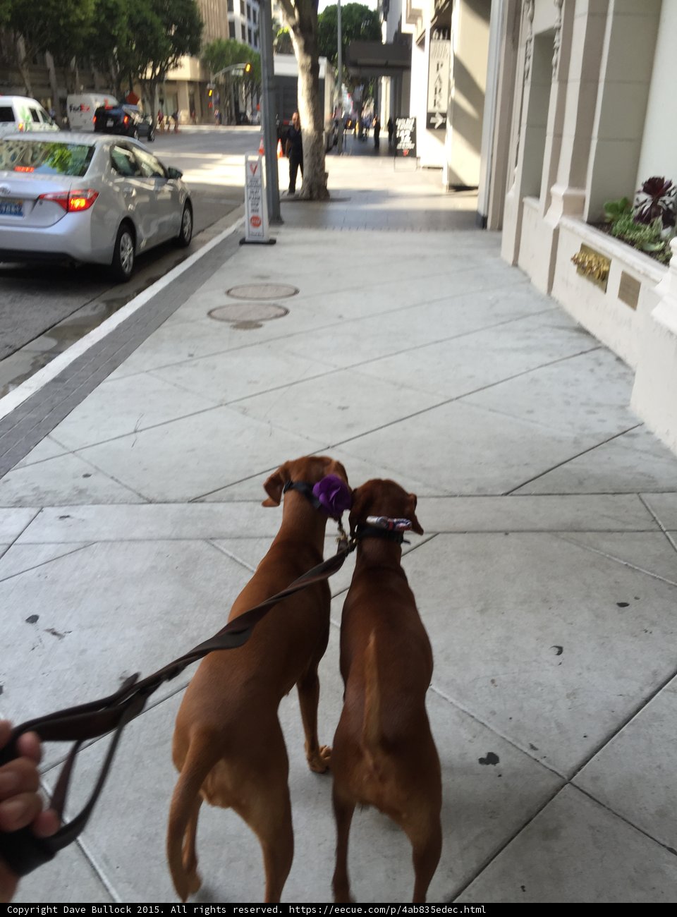 Walking the Dogs on a Busy LA Street