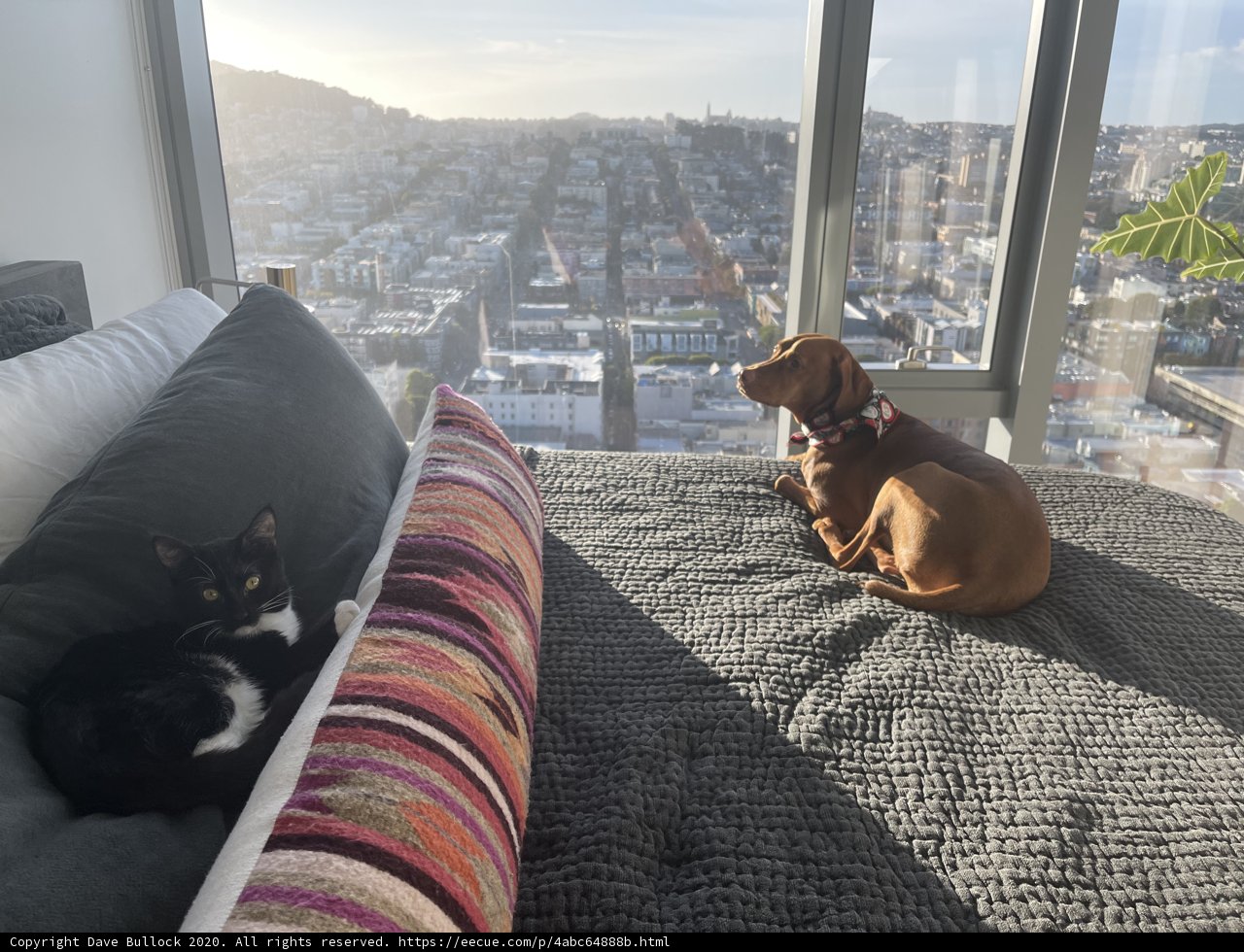 Urban Companions