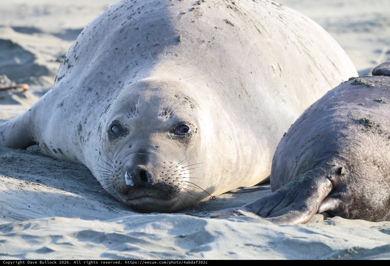 Young Elephant Seal Pup Resting on Sandy Beach