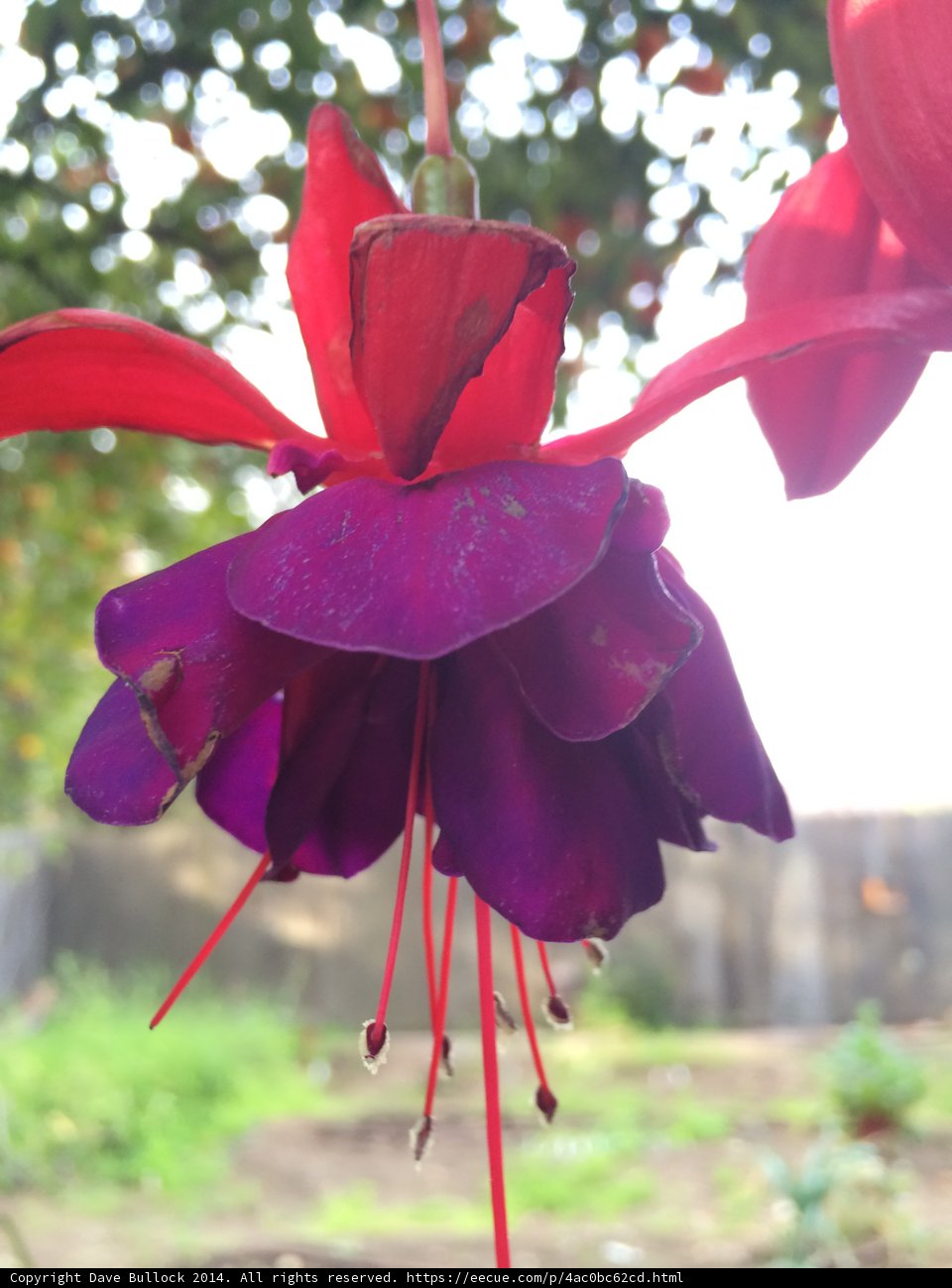 Fuchsia Geranium Blossom