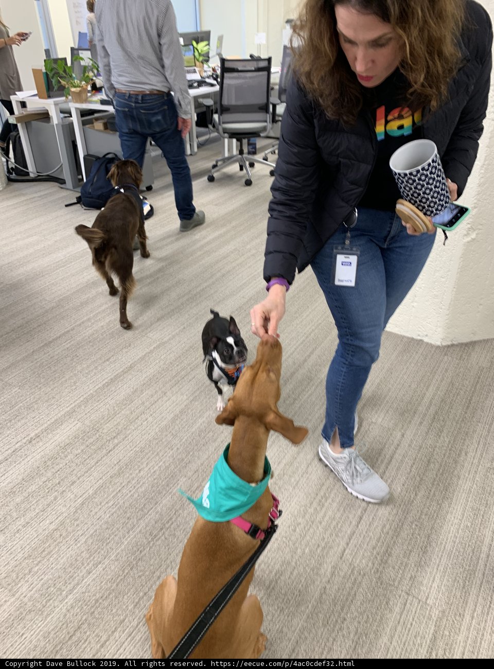 Office canine companion