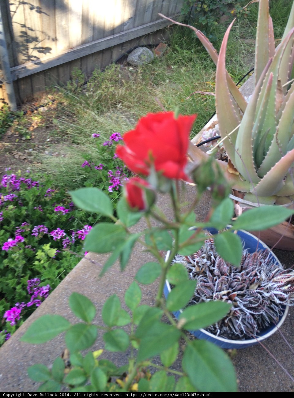 Red Rose and Cactus Duo in Altadena