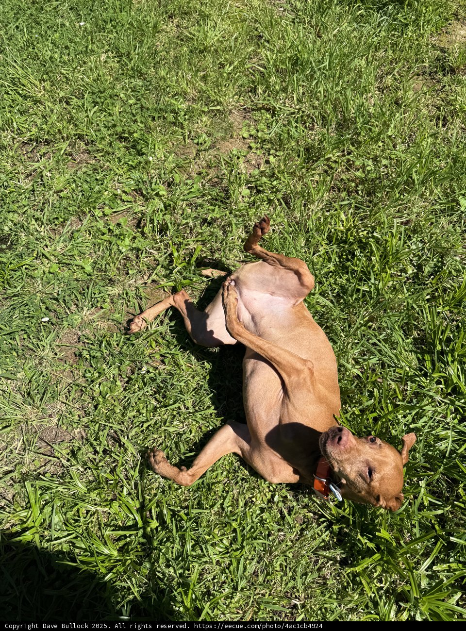 Joyful Roll in the Grass
