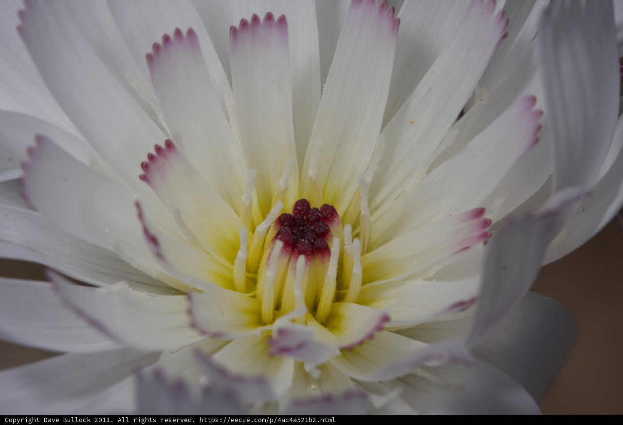 White Daisy with Pink Center