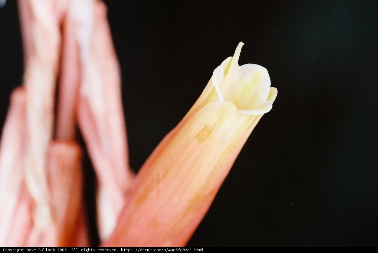 Bud in Bloom