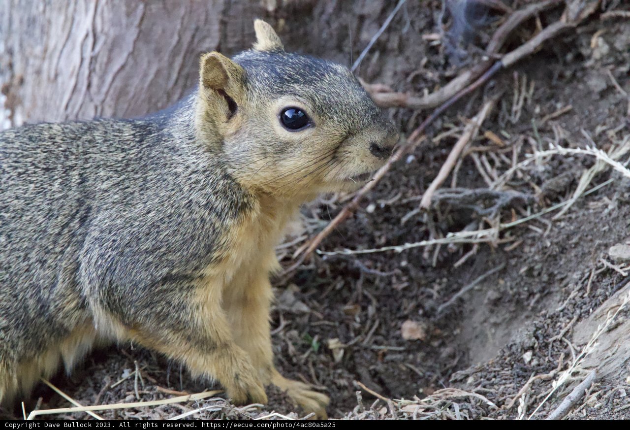 Winter Squirrel in El Sereno