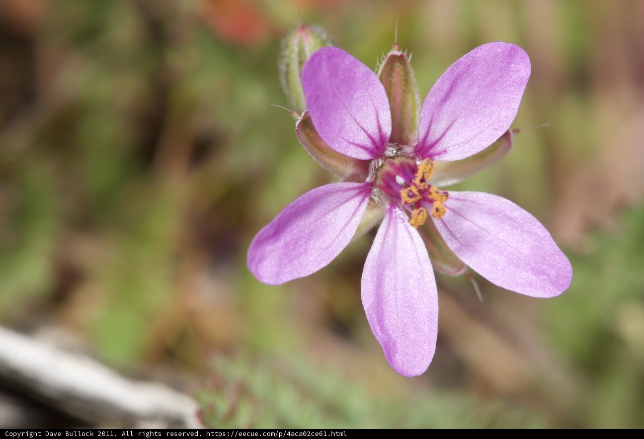Purple Geranium Bloom