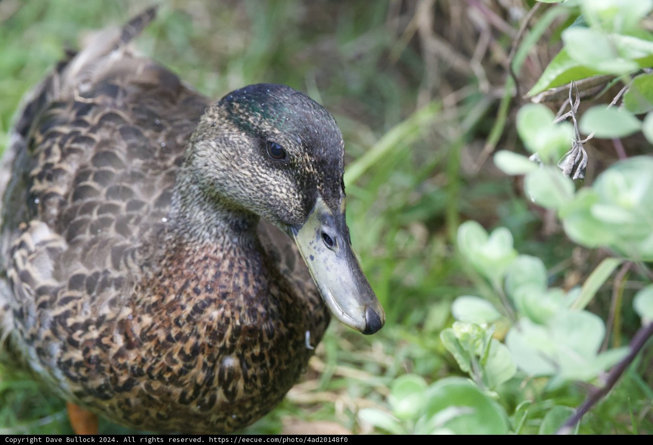 Close Encounter with a Wild Resident