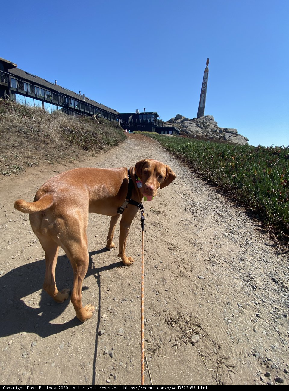 A Leisurely Stroll with Man's Best Friend