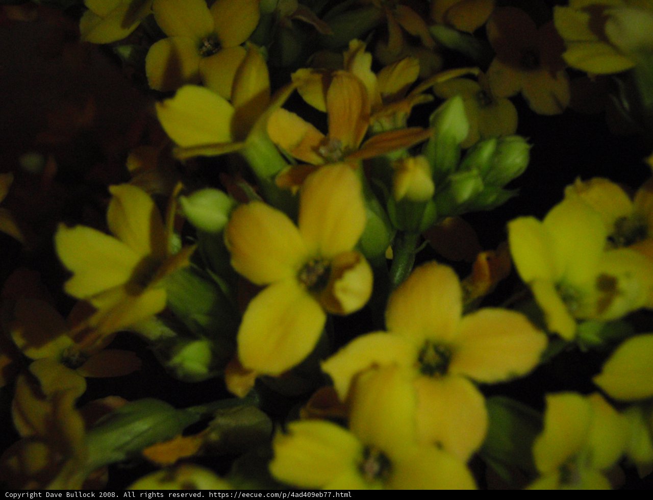 Burst of Sunshine