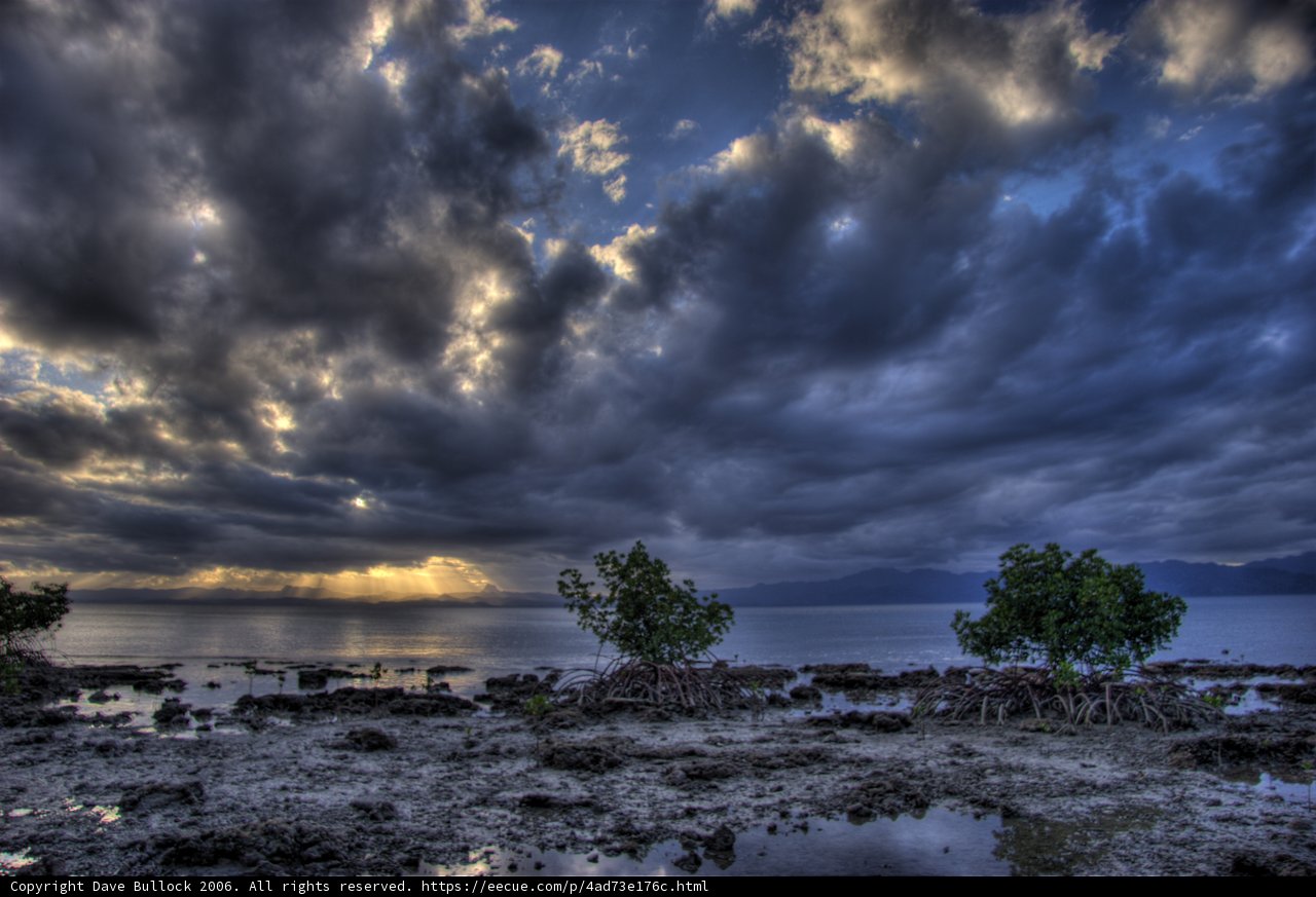 Moody Mangroves