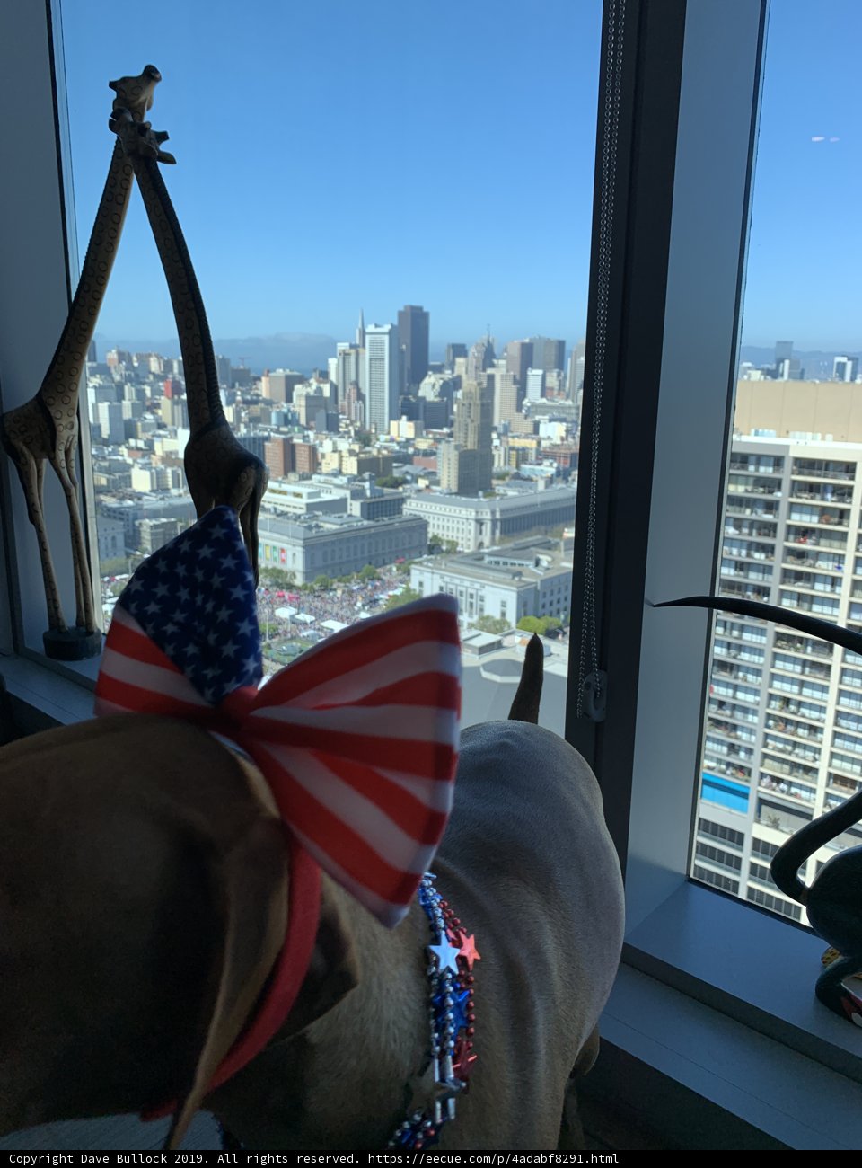 Patriotic Pup