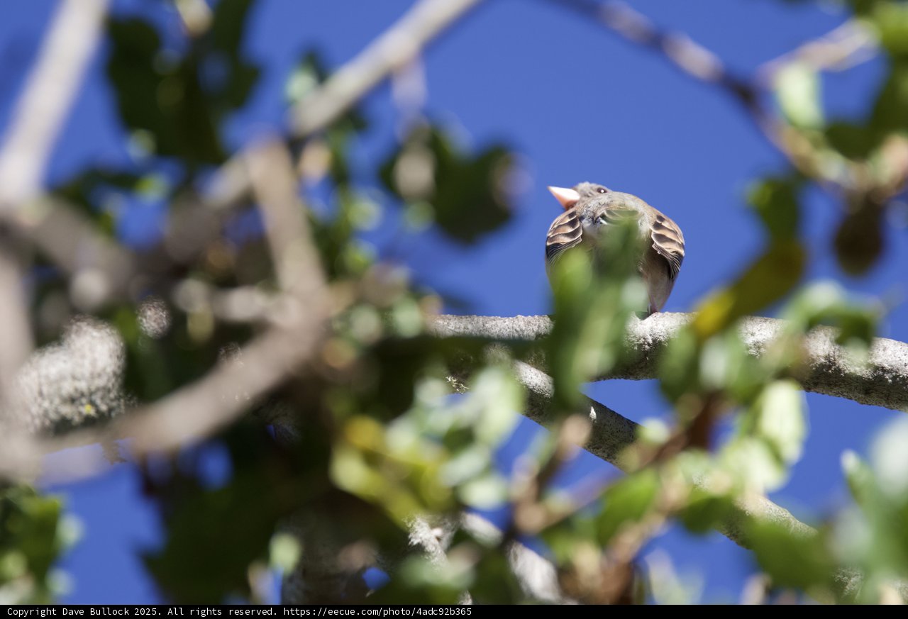 Perched in the Canopy