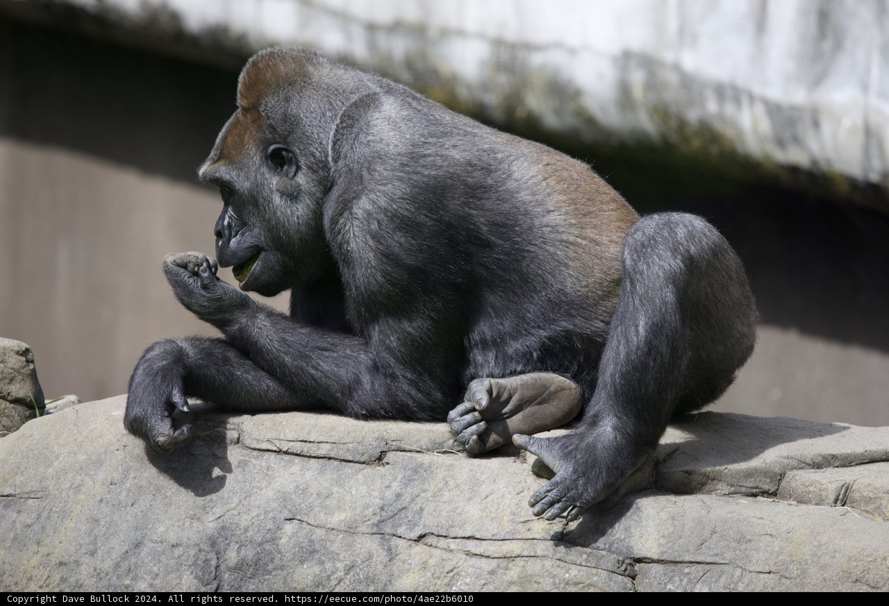 Reflective Moment at SF Zoo