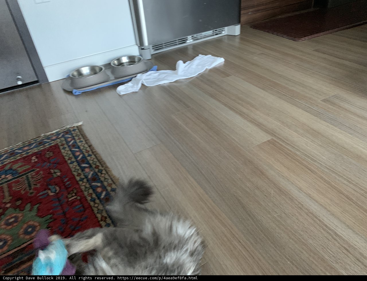 Playful Pooch on Hardwood Floors